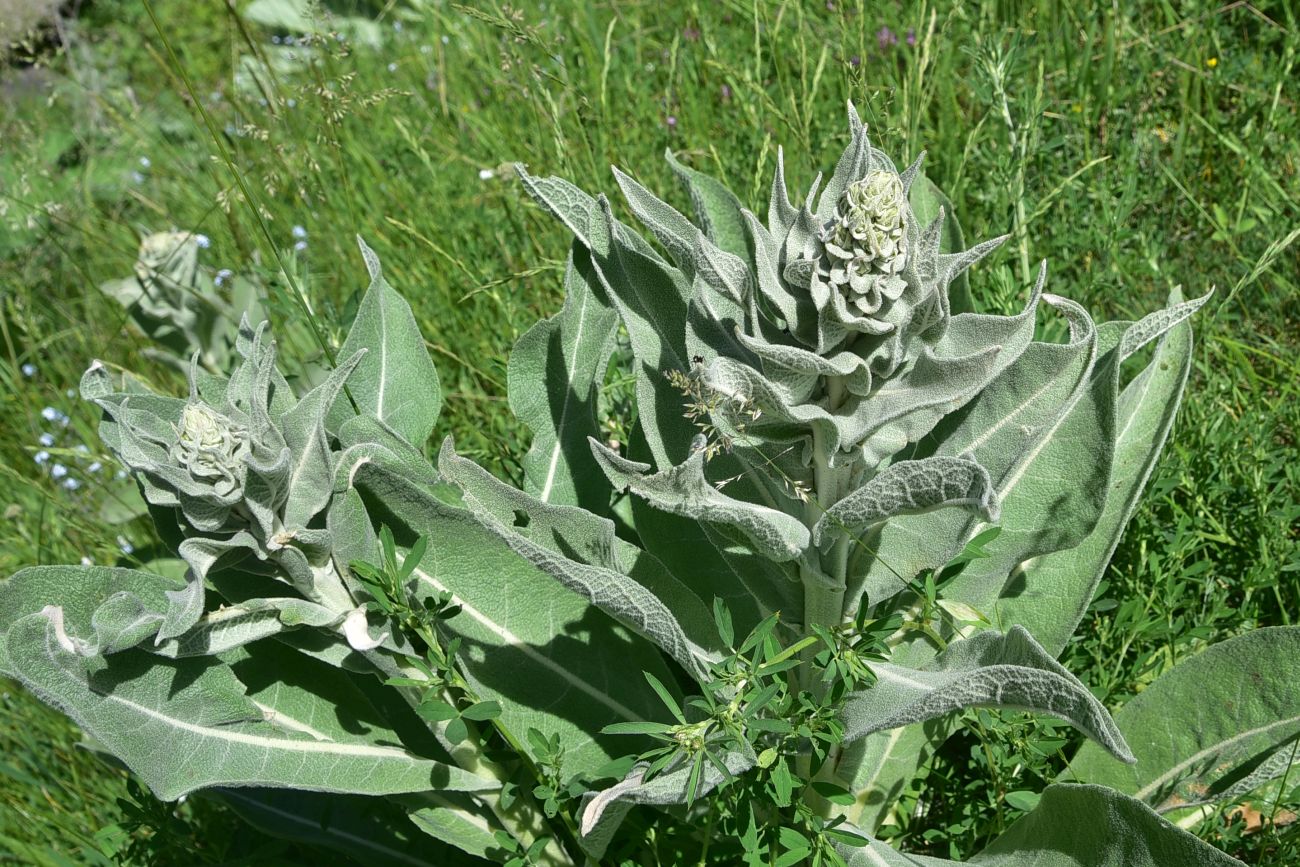 Image of genus Verbascum specimen.