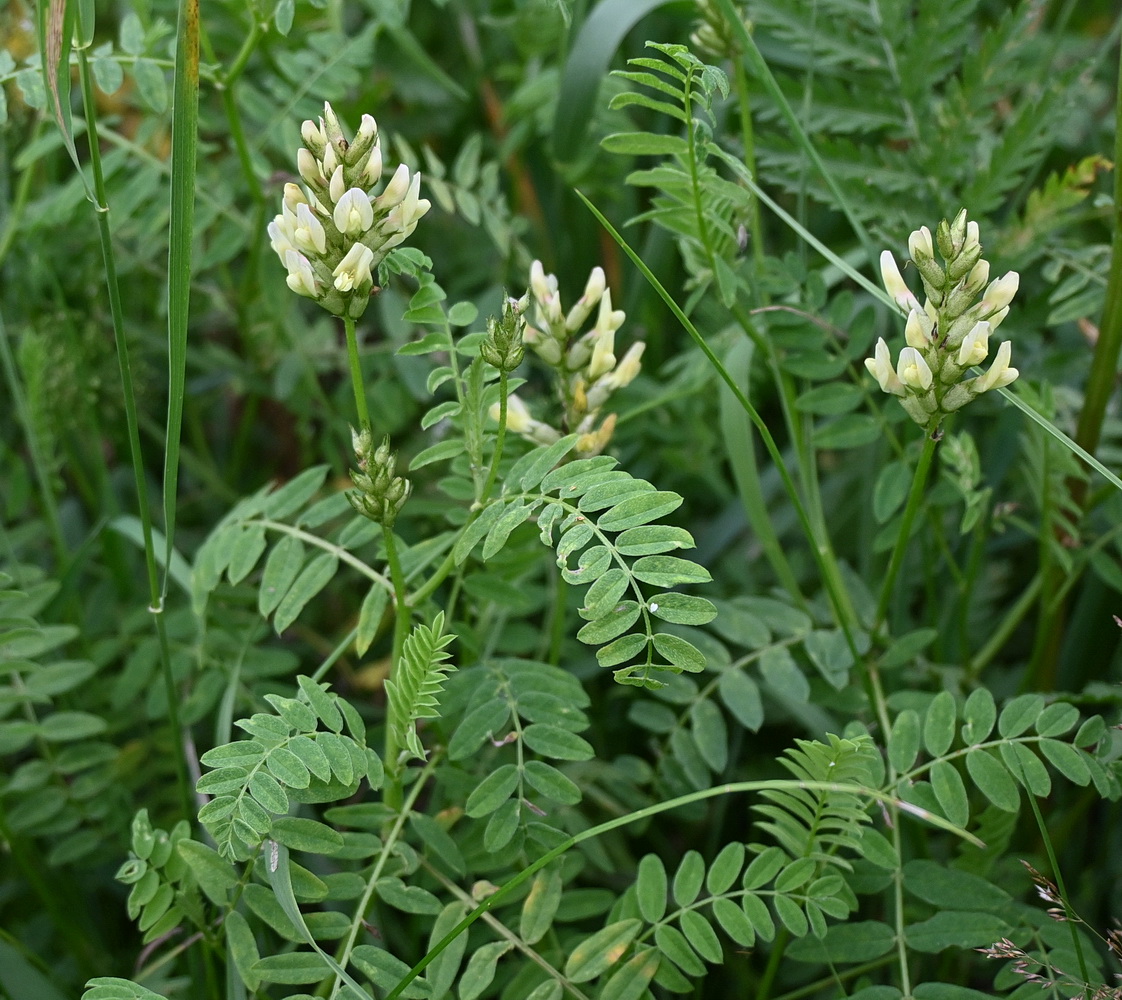 Image of Astragalus cicer specimen.