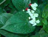 Clerodendrum thomsoniae. Цветки и листья. Вологодская обл., г. Вологда, ботанический сад Botanika, в культуре. Май 2026 г.