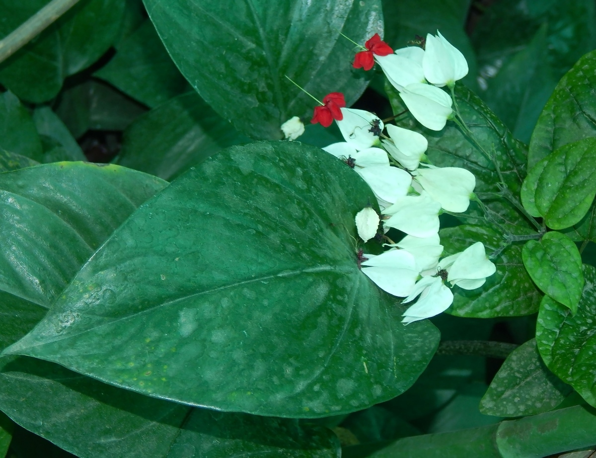 Image of Clerodendrum thomsoniae specimen.