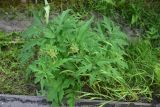 Heracleum sibiricum. Растение с развивающимся соцветием. Мурманск, ул. Челюскинцев, обочина дороги. 7 июля 2026 г.