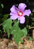 Hibiscus syriacus. Цветок и листья. Узбекистан, г. Ташкент, Ботанический сад им. Ф.Н. Русанова, в культуре. 25.07.2026.