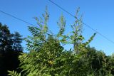 Sorbaria sorbifolia. Верхушки побегов с развивающимися соцветиями. Ленинградская обл., Кировский р-н, пос. Дачное, просека ЛЭП, заросли Sorbaria sorbifolia. 19.06.2026.