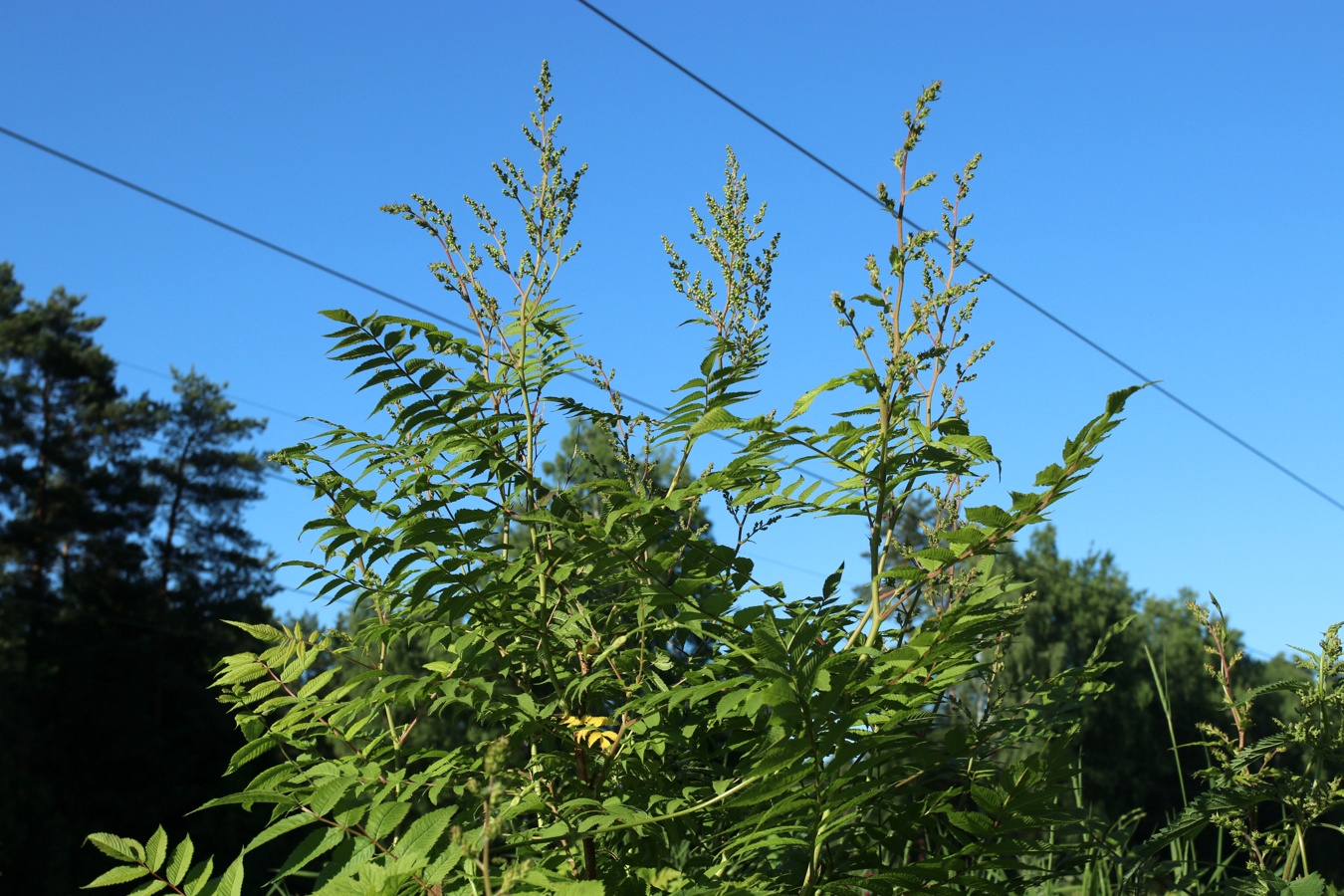 Image of Sorbaria sorbifolia specimen.