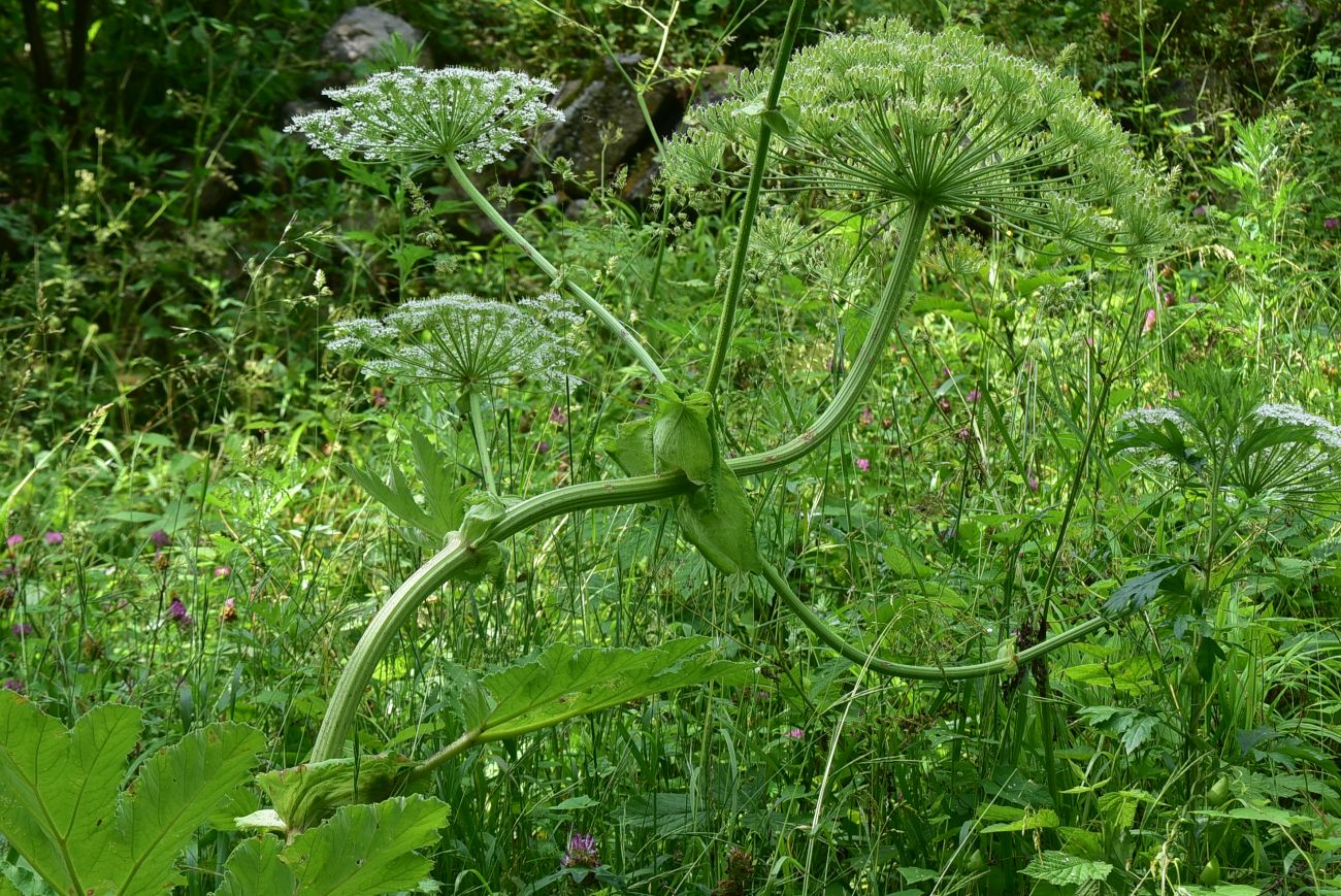 Image of genus Heracleum specimen.