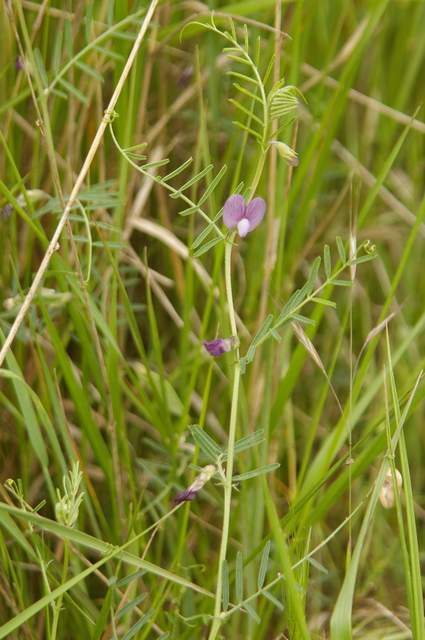 Изображение особи Vicia peregrina.