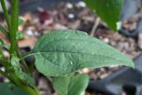 Смотреть изображение Echinacea purpurea