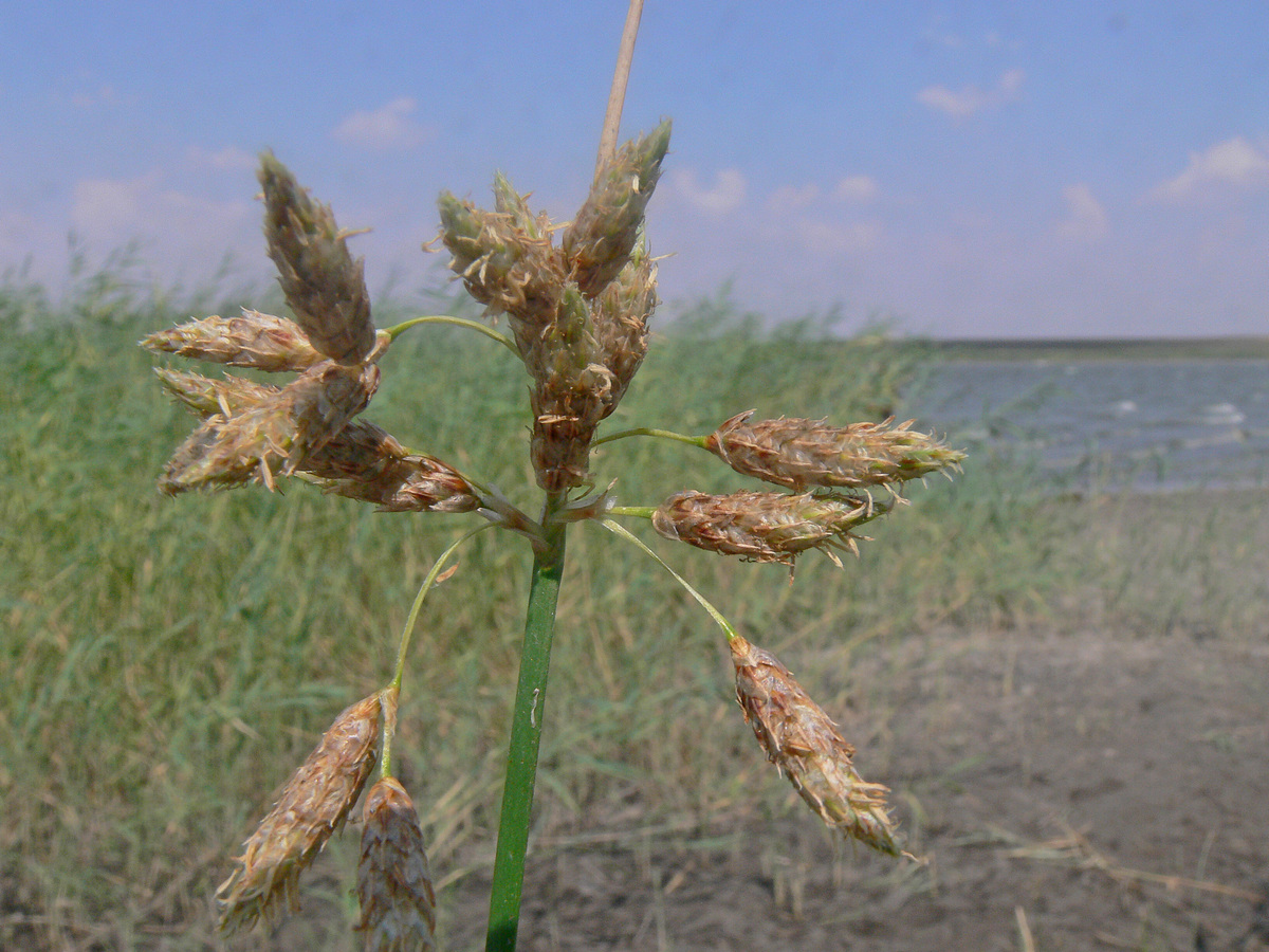Image of Schoenoplectus halophilus specimen.