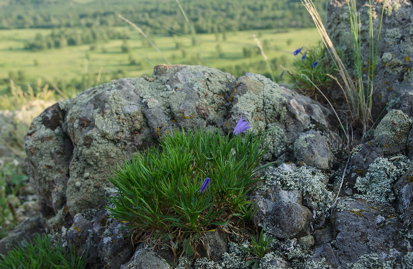 Image of genus Campanula specimen.