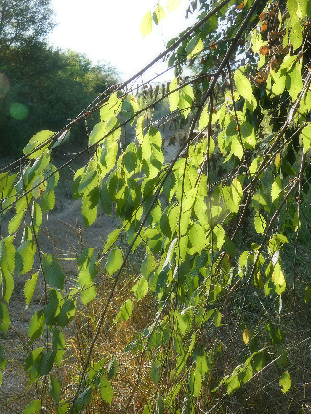 Изображение особи Ulmus pumila.
