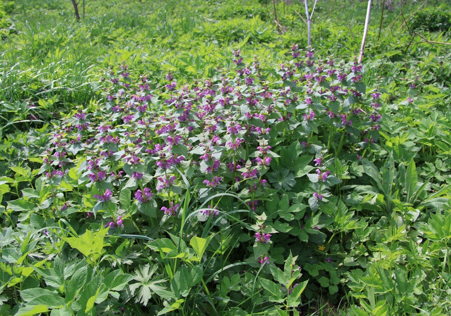 Image of Lamium maculatum specimen.