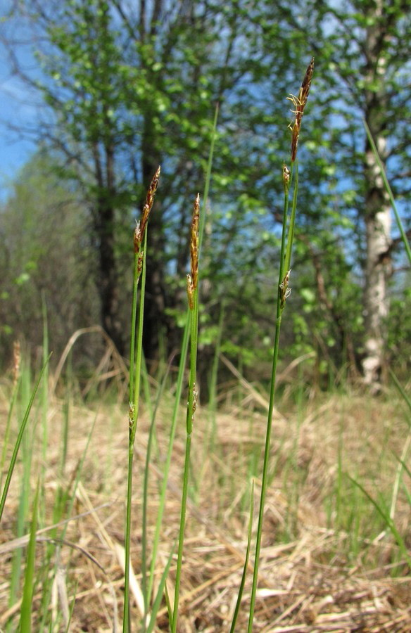 Image of Carex globularis specimen.