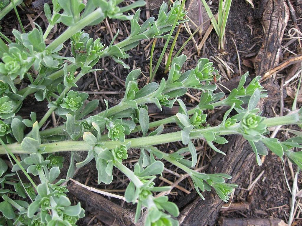 Image of Nitraria sibirica specimen.