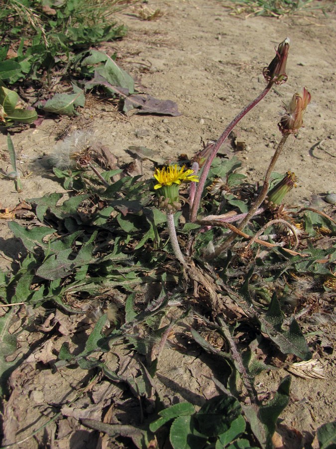 Изображение особи род Taraxacum.