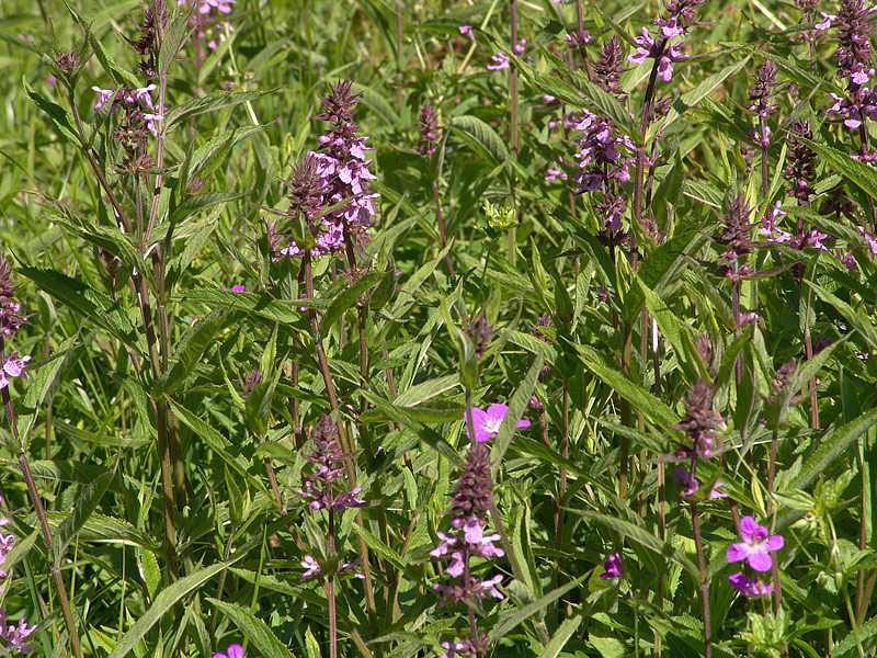 Изображение особи Stachys palustris.