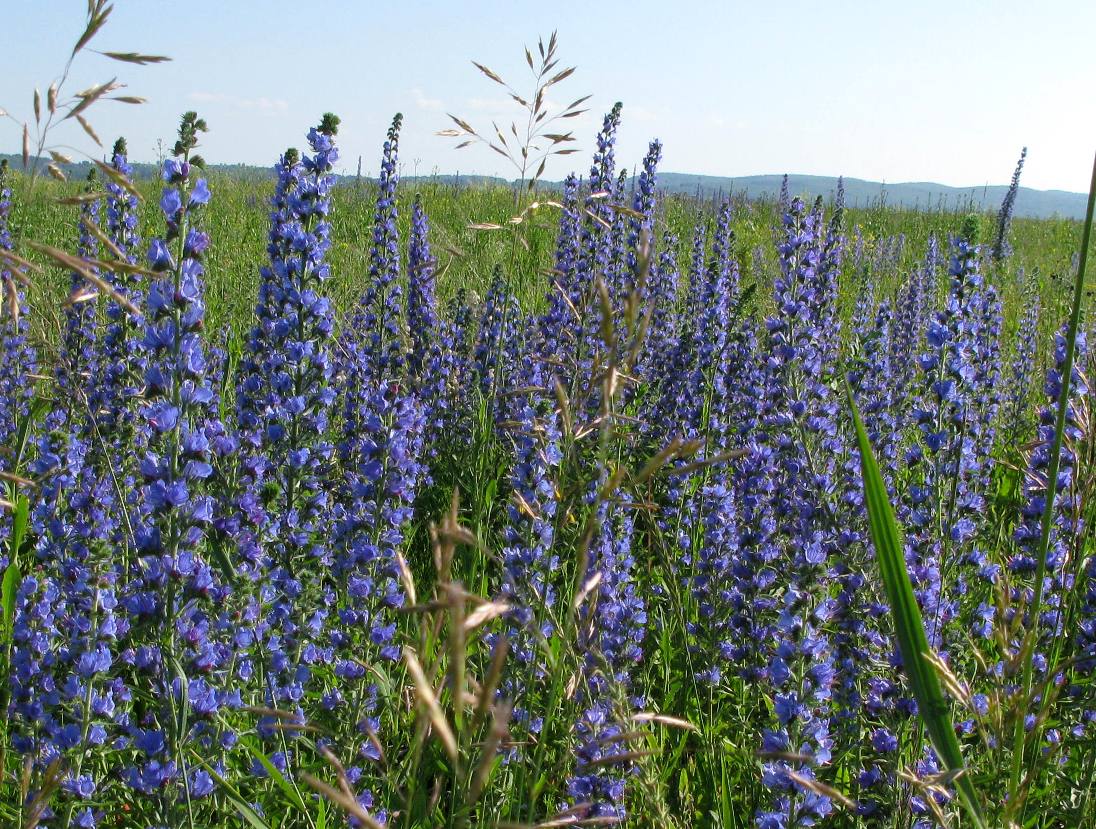 Изображение особи Echium vulgare.