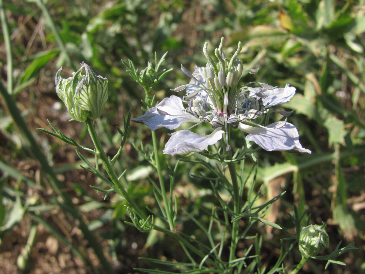 Image of Nigella arvensis specimen.