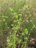 Cruciata pedemontana. Побеги. Крым, Долгоруковская яйла. 16 июля 2011 г.