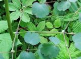 Thalictrum contortum