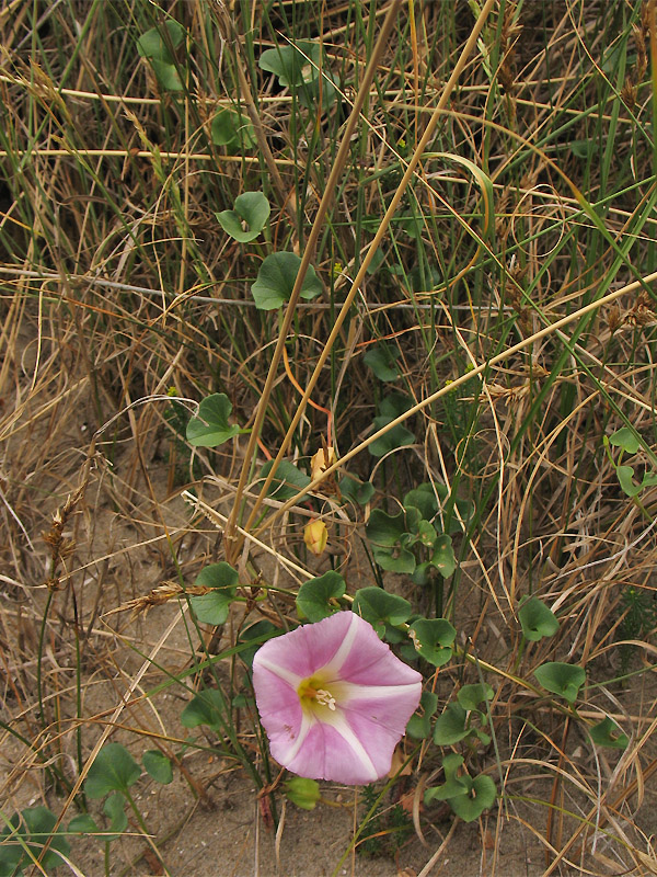 Изображение особи Calystegia soldanella.