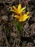 Colchicum luteum. Цветущие растения. Казахстан, Угамский хр., ущелье р. Сазаната. 30.04.2006.