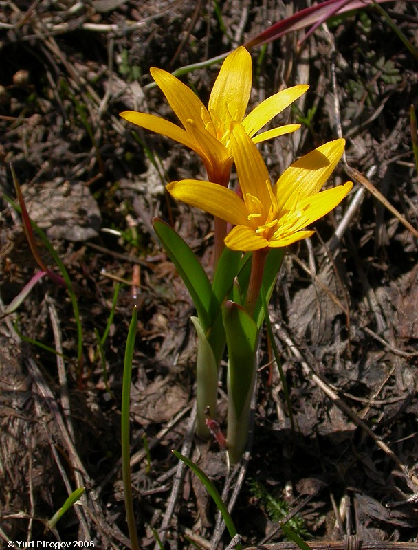 Image of Colchicum luteum specimen.