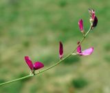 Onobrychis amoena. Соцветие. Казахстан, хр. Каратау, окр. с. Таскомирсай. 01.05.2011.