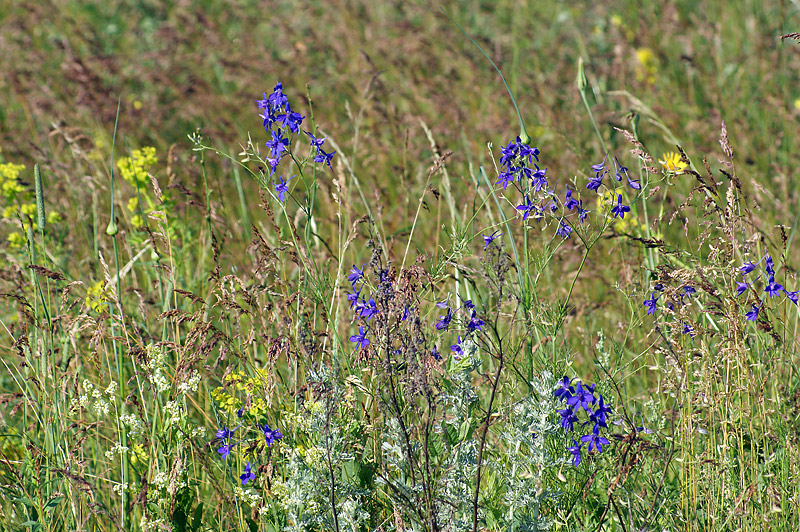 Изображение особи Delphinium consolida.