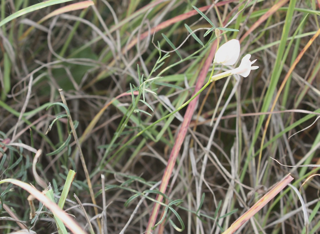 Изображение особи Astragalus pseudotataricus.