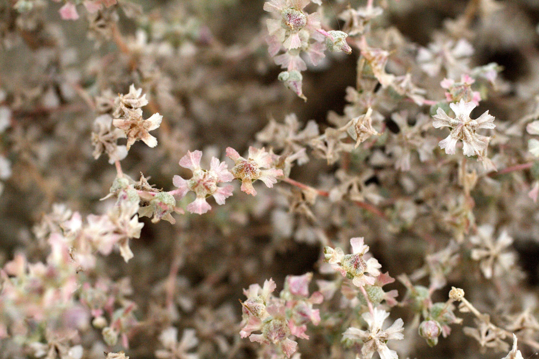 Изображение особи Salsola sclerantha.