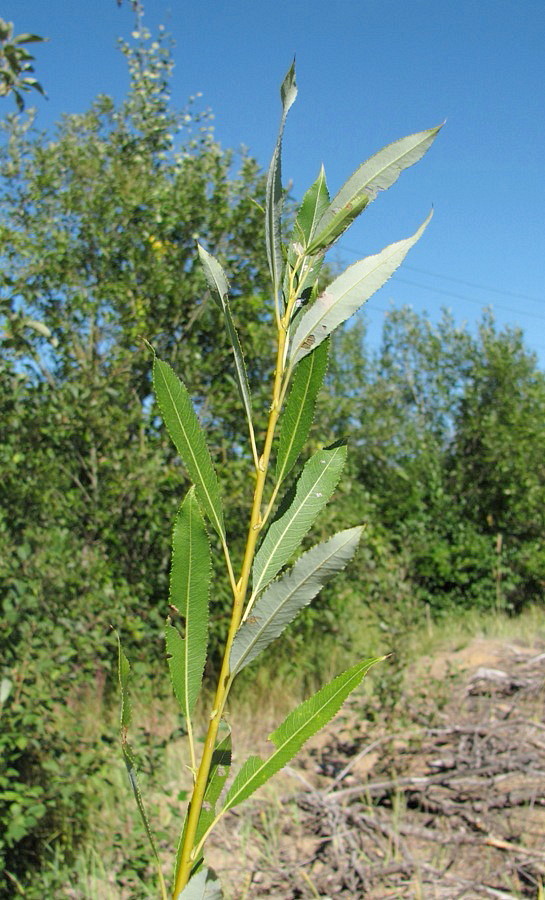 Изображение особи Salix triandra.