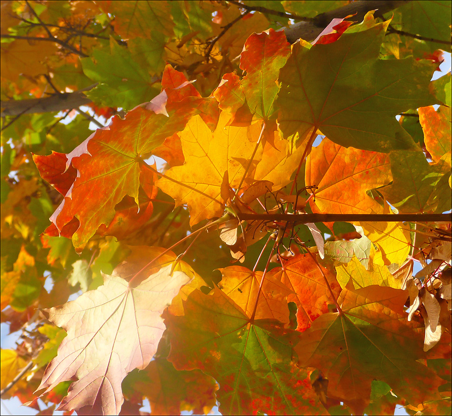 Image of Acer platanoides specimen.