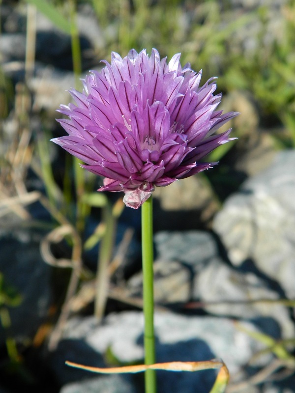 Изображение особи Allium schoenoprasum.