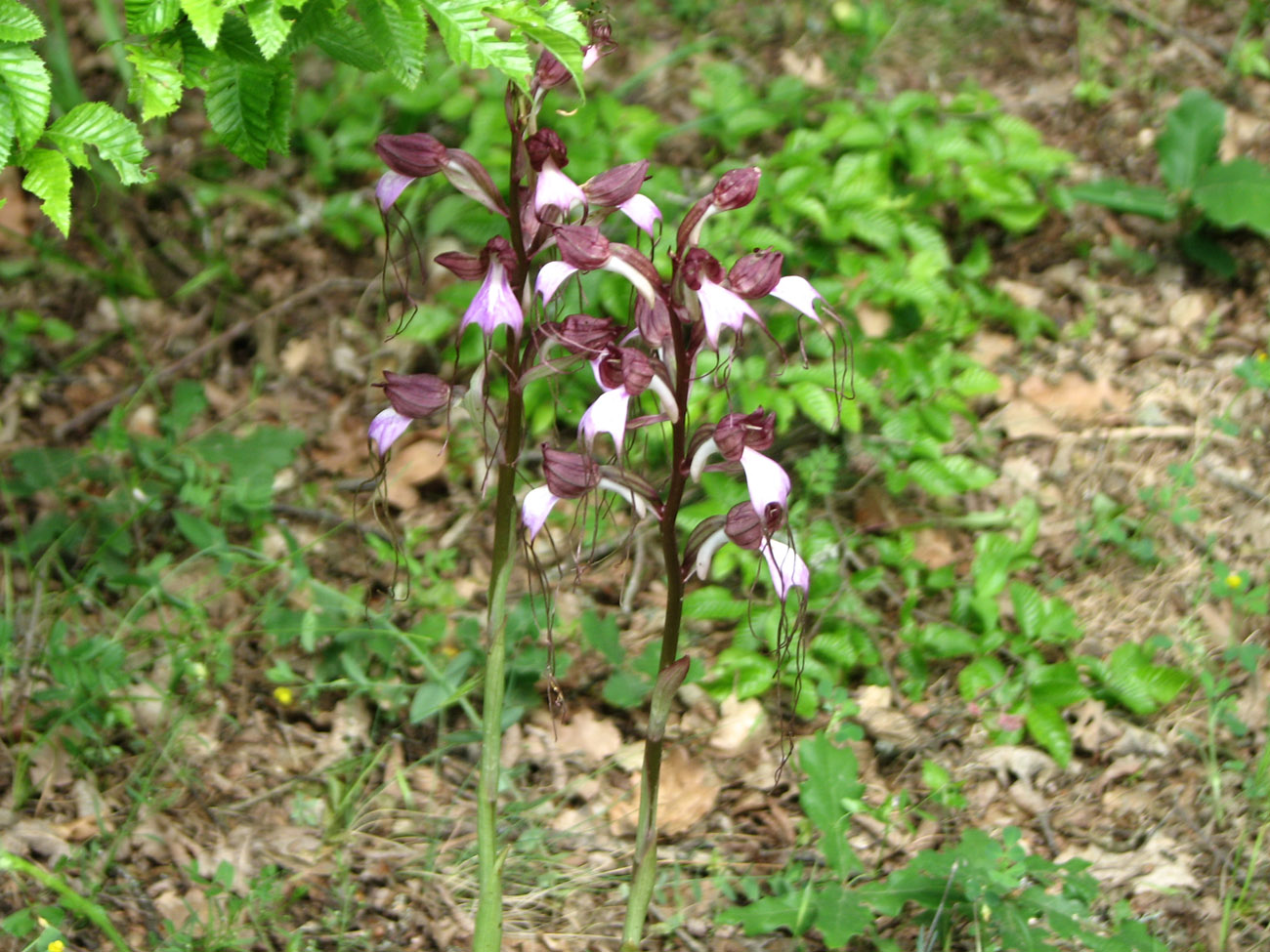 Image of Himantoglossum comperianum specimen.