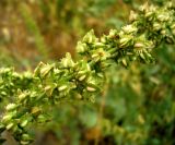 Rumex chalepensis. Часть соплодия. Копетдаг, Чули. Май 2011 г.