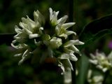 Vincetoxicum hirundinaria