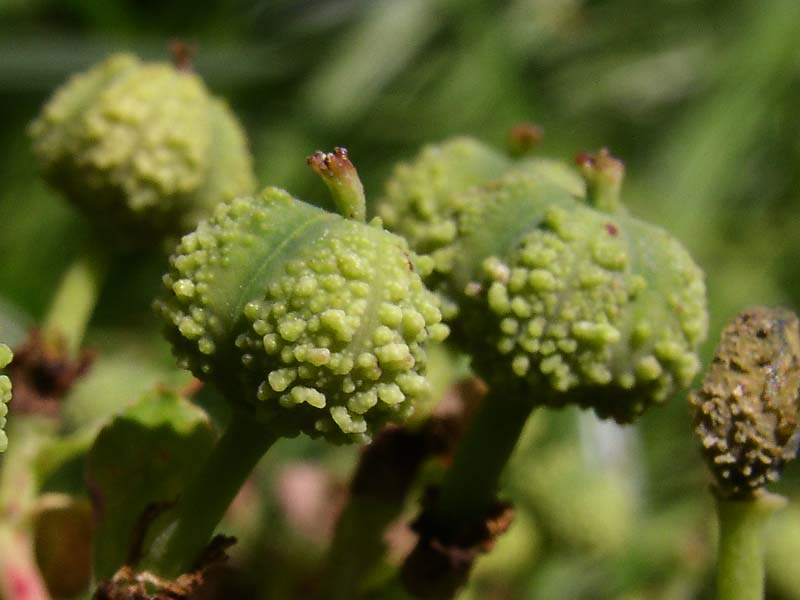 Image of Euphorbia palustris specimen.