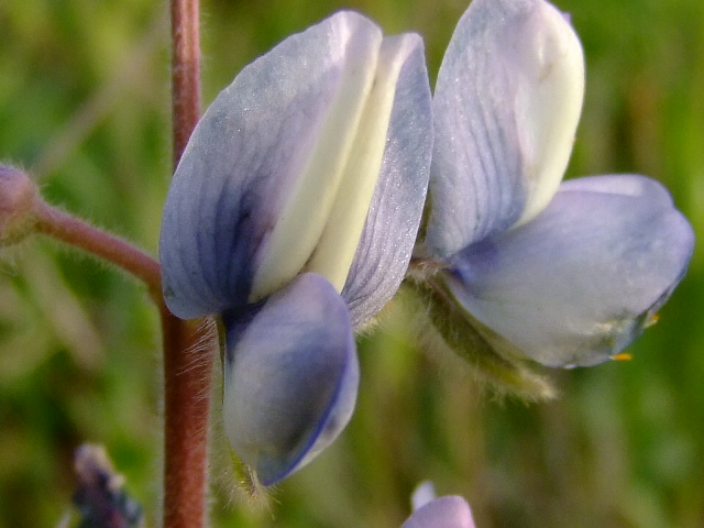 Image of Lupinus palaestinus specimen.