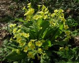 genus Primula. Цветущее растение. Крым, гора Северная Демерджи, западный склон, дубовый лес. 20 апреля 2012 г.