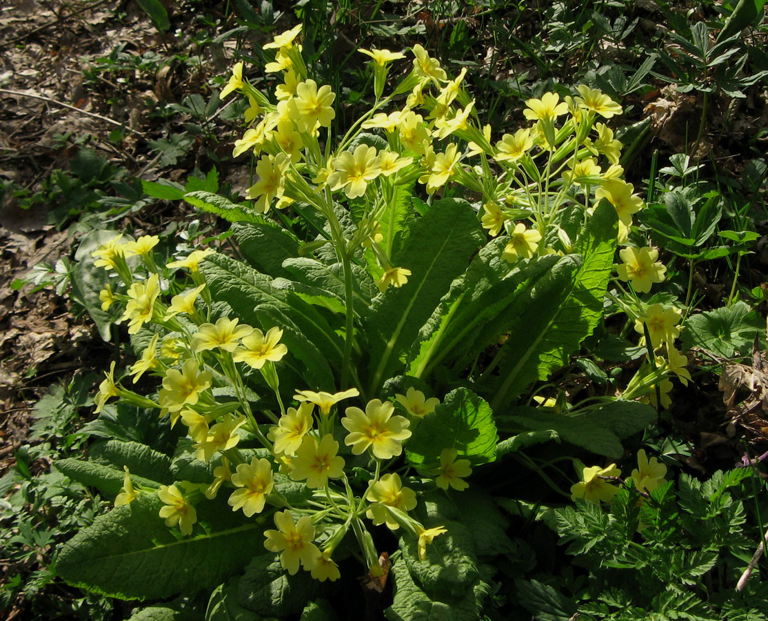 Image of genus Primula specimen.