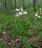 Lathyrus vernus