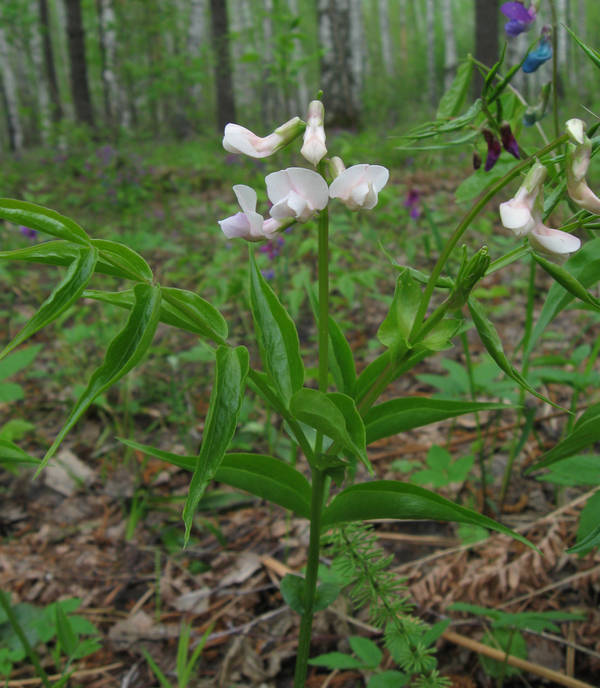 Изображение особи Lathyrus vernus.