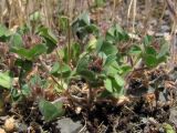 Trifolium striatum. Плодоносящие растения. Южный Берег Крыма, окр. горы Аю-Даг. 11 мая 2012 г.