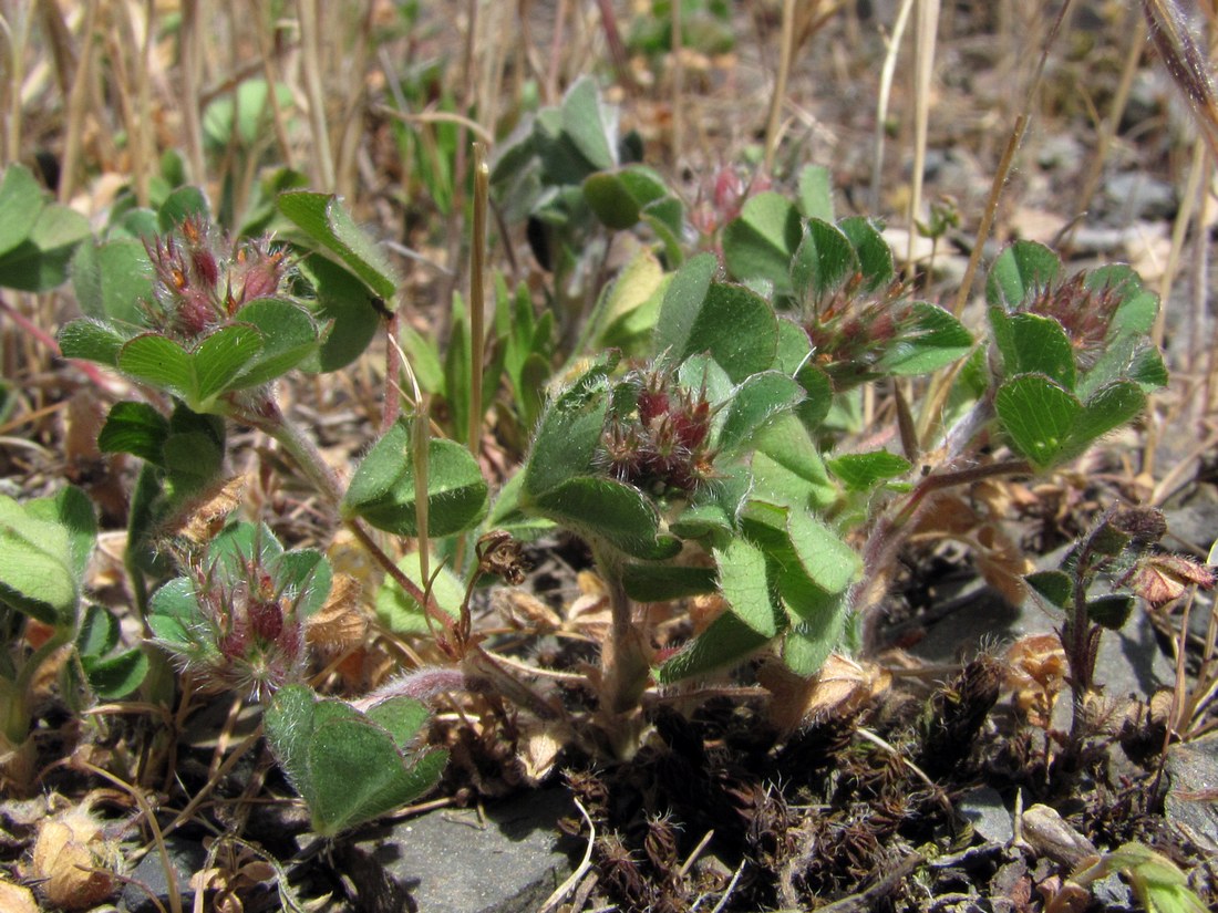 Изображение особи Trifolium striatum.