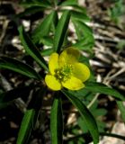 Anemone jenisseensis