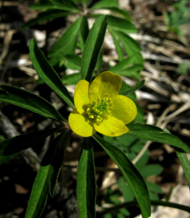 Изображение особи Anemone jenisseensis.