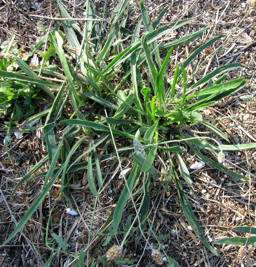 Изображение особи Plantago dubia.