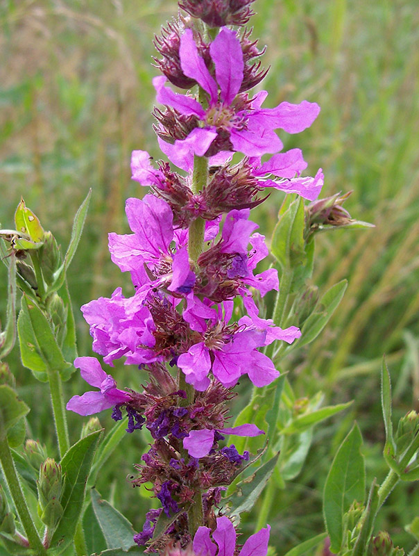 Изображение особи Lythrum salicaria.