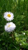 Bellis perennis