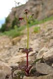Scrophularia exilis. Цветущее растение. Горный Крым, Южный склон Ялтинской яйлы. 9 июня 2012 г.